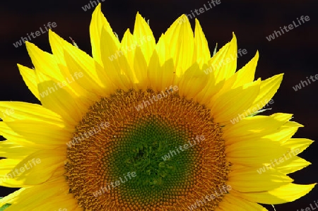 Sonnenblume