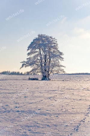 Winterlandschaft in der R?hn