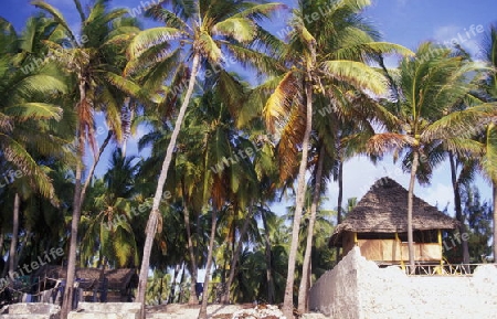 Der Traumstrand  von Michamvi am Chwaka Bay an der Ost-Kueste auf der Insel Zanzibar welche zu Tansania gehoert.         