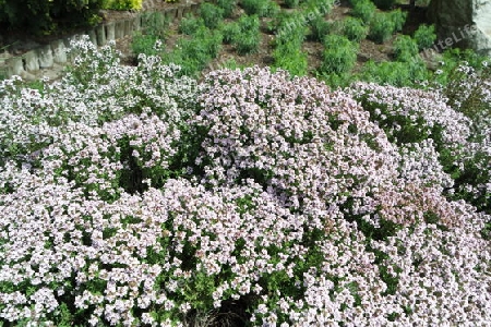 Blühender Thymian im Park