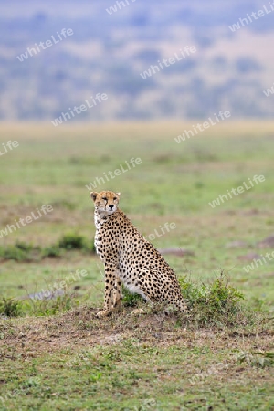 Gepard ( Acinonyx jubatus ) h?lt Ausschau in der Landschaft der  Masai Mara ,  Kenia, Afrika