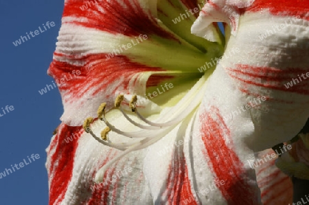 Amaryllis