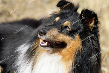 Sheltie