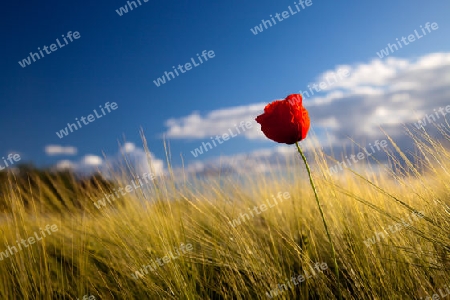 Mohnbl?te vor blauem Himmel