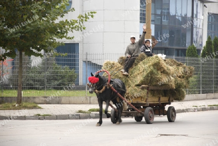 Gipsies rides in an open horse cart