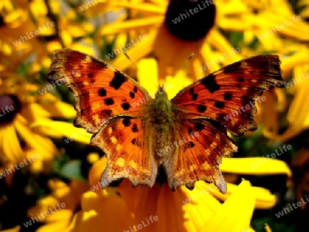 Schmetterling