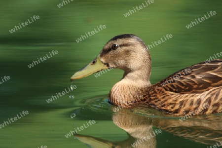 Stockente mit Wassertropfen