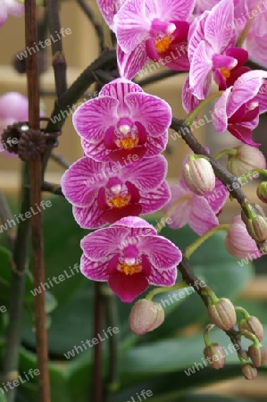 Orchidee