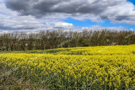 Yellow field of flowering rape and tree against a blue sky with clouds, natural landscape background with copy space, Germany Europe.