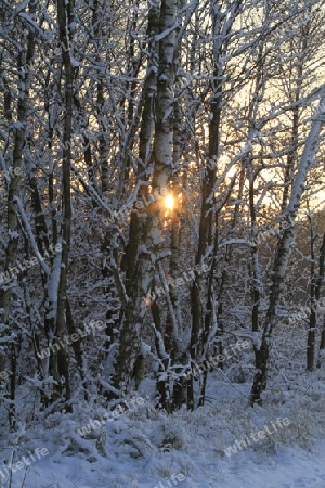 Winter Schnee Wald Sonnenuntergang