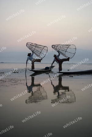 Fishermen at sunrise in the Landscape on the Inle Lake in the Shan State in the east of Myanmar in Southeastasia.