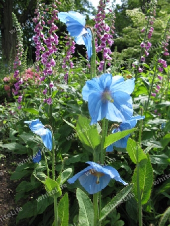 Fr?hling im Park. Planten un Blomen in Hamburg