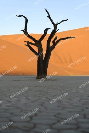 Kameldornb?ume (Acacia erioloba), auch Kameldorn oder Kameldornakazie als Silhouette im letzten Abendlicht auf die D?nen,  Namib Naukluft Nationalpark, Deadvlei, Dead Vlei, Sossusvlei, Namibia, Afrika