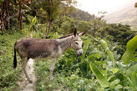 Amerika, Suedamerika, Venezuela, Karibik, Choroni 
Ein Esel in einer Bananen Plantage im Regenwald in den Bergen von Choroni im Nationalpark Henri Pittier im zentralen norden von Venezuela.       (Urs Flueeler) 