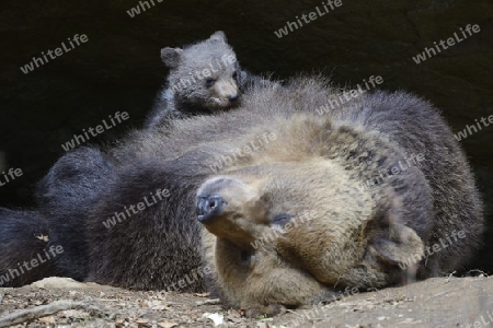 Europ?ischer Braunb?r (Ursus arctos), Muttertier s?ugt Jungtier, 3 Monate, captive, Bayern, Deutschland