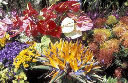 Das Traditionelle Blumenfest in der Hauptstadt Funchal auf der Insel Madeira im Atlantischen Ozean, Portugal.