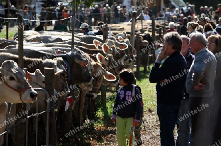 the traditional cow Market in the Farmer Village of Armeno near the Fishingvillage of Orta on the Lake Orta in the Lombardia  in north Italy. 