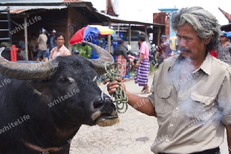 Wasserb?ffel Markt, Sulawesi