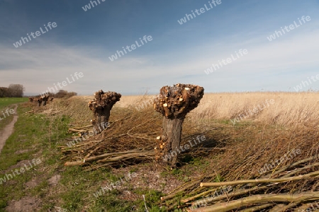 Am Boddstetter Bodden, Nationalpark Vorpommersche Boddenlandschaft, Deutschland