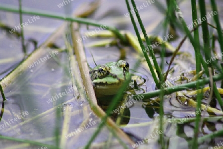 frosch im schilf