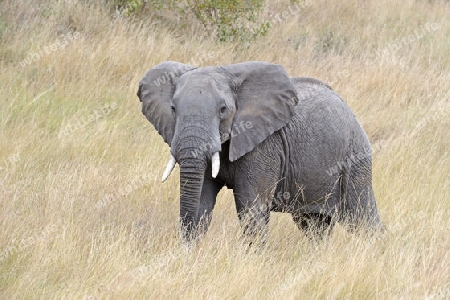 Afrikanischer Elefant (Loxodonta africana), halbw?chsiges M?nnchen, Bulle, in Drohhaltung , Masai Mara, Kenia, Afrika