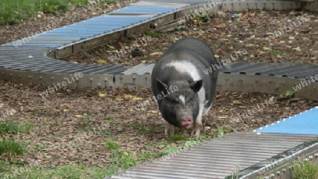 H?ngebauchschwein