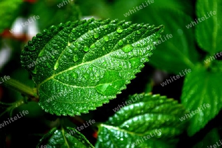 gr?nes Blatt im Regen