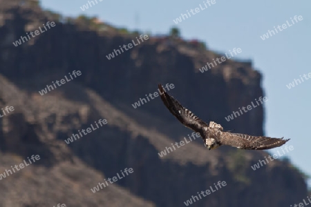 Adler beim ?bungsflug - Falknerei