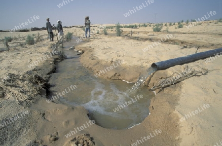 Afrika, Tunesien, Douz
Ein Bewaesserungs versuch in der Wueste der Oase Douz im sueden von Tunesien. (URS FLUEELER)






