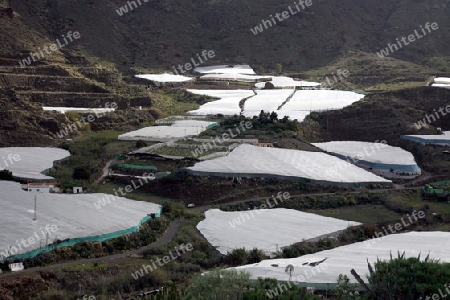 the Agraculture in the village of  San Nicolas on The Gran Canary Island on the Canary Island of Spain in the Atlantic ocean.