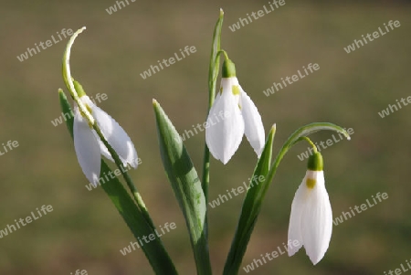 Snowdrops,nivalis