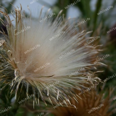 Distel-Wuschel, Knospen & junge Bl?tter essbar P8091338