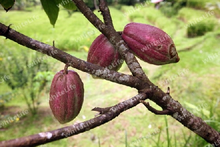 Kakao Fruechte in einer Plantage im zentralen Noden von Bali auf der Insel Bali in Indonesien..