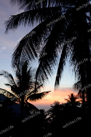 Palmtrees at sunrice  in the Town of Ko PhiPhi on Ko Phi Phi Island outside of  the City of Krabi on the Andaman Sea in the south of Thailand. 