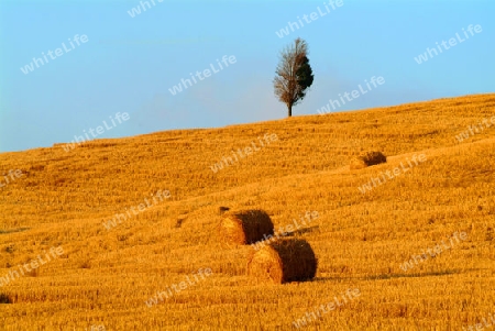 Strohballen am weizenfeld