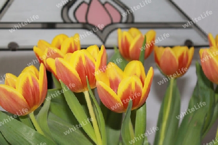 Tulpen / Dekor