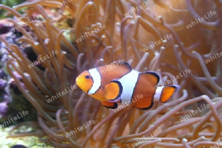 Clownfisch  Clown fish Amphiprion ocellaris