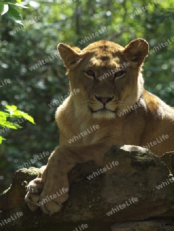 herrliche Loewin in Sonne