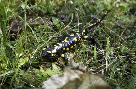 Feuersalamander