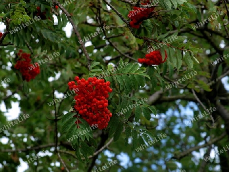 Vogelbeeren am Baum