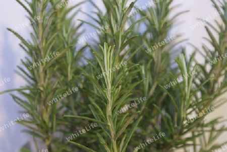 Rosmarin,  rosmarinus officinalis