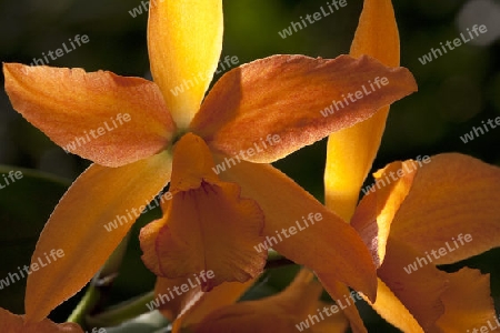 Laeliocattleya