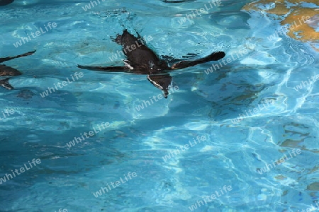 Fliegen im Wasser