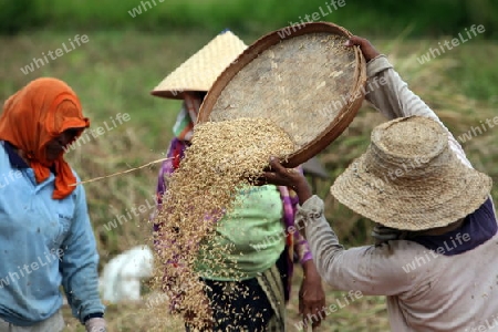 Asien, Suedost, Indonesien, Bali, Insel, Zentral Bali, bei Tegalalang, Reisfeld, Arbeit, Work, Wirtschaft, Landwirtschaft, Alltag,    (Urs Flueeler) 