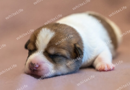 Jack-Russel-Welpe - 4 Tage alt