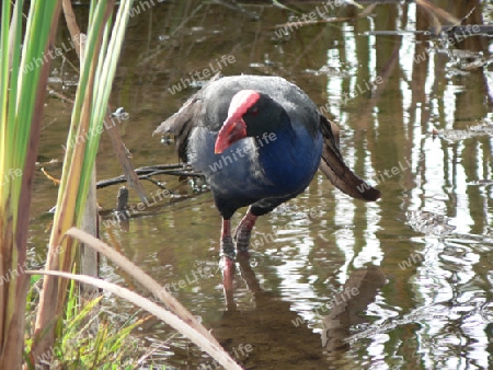 Pukeko