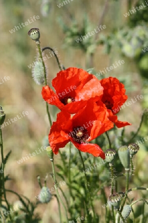 Wilder Mohn