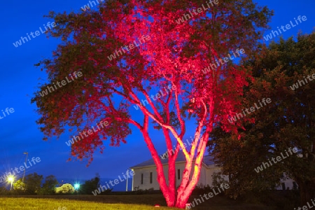 Der Norden Islands, Abendd?mmerung, rot beleuchteter Baum in Akureyri 