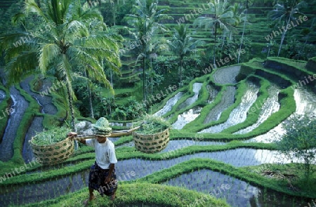 Die Reisfelder und Reisterrassen bei Tegalalang noerdlich von Ubud in Zentral Bali auf der Insel Bali in Indonesien.  