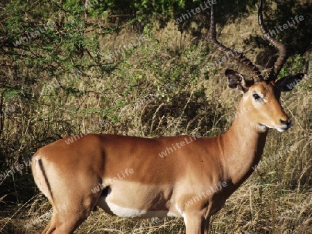 Impala, Bock, Antilope, M?nnchen, Mann, in, Tsavo, West, Kenya, Kenia, Afrika